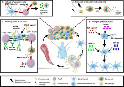 Immunomodulation of the Tumor Microenvironment: Turn Foe Into Friend